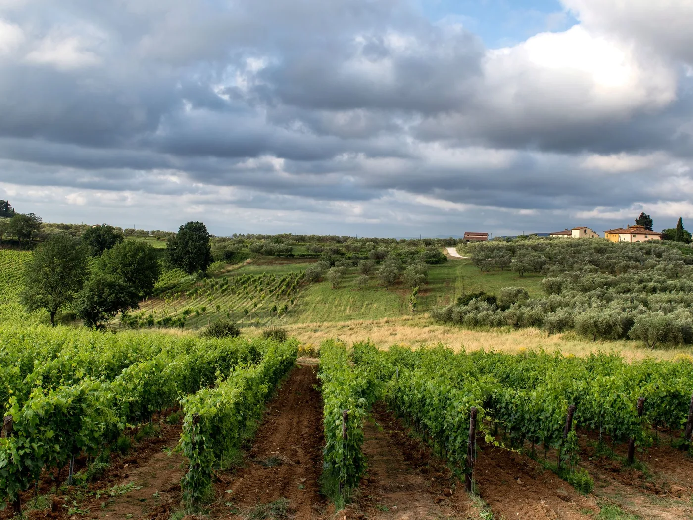Rows of vines climbing a Chianti hillside with cypress trees on the ridge